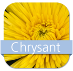 Chrysanten